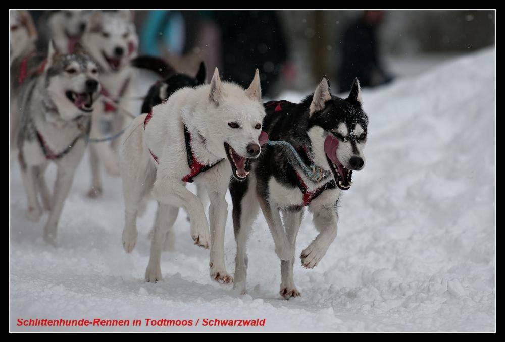 Ferienwohnung Schwarz Todtmoos Luaran gambar